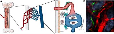 Bioengineering the Bone Marrow Vascular Niche